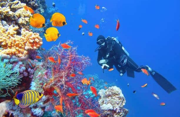 Great Barrier Reef diving