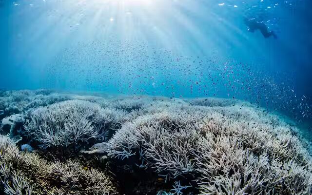 Coral bleaching in the Great Barrier Reef