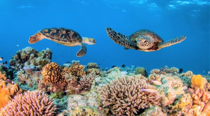 Great Barrier Reef