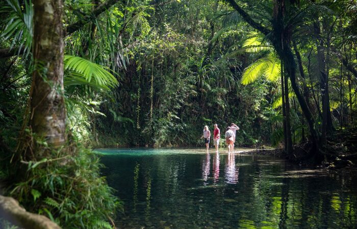 Daintree Rainforest tours