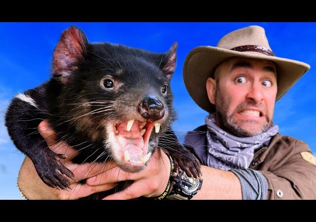 Tasmanian Devil facts