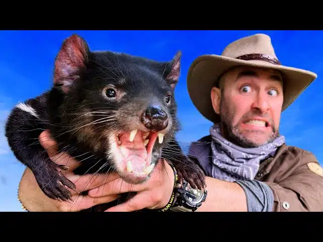 Tasmanian Devil facts