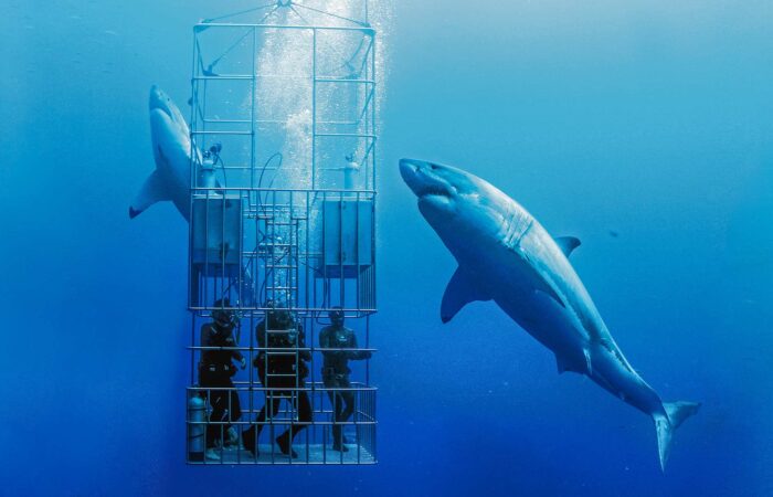 Shark diving in Australia