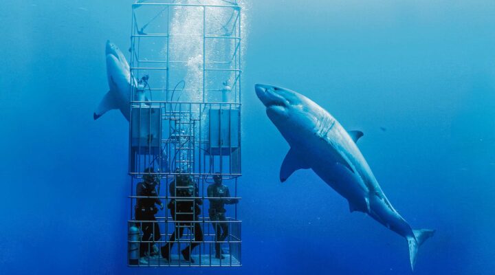 Shark diving in Australia