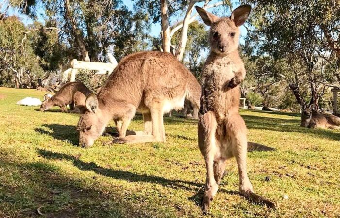 Tasmanian wilderness tours