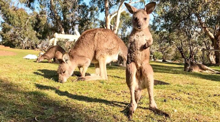 Tasmanian wilderness tours