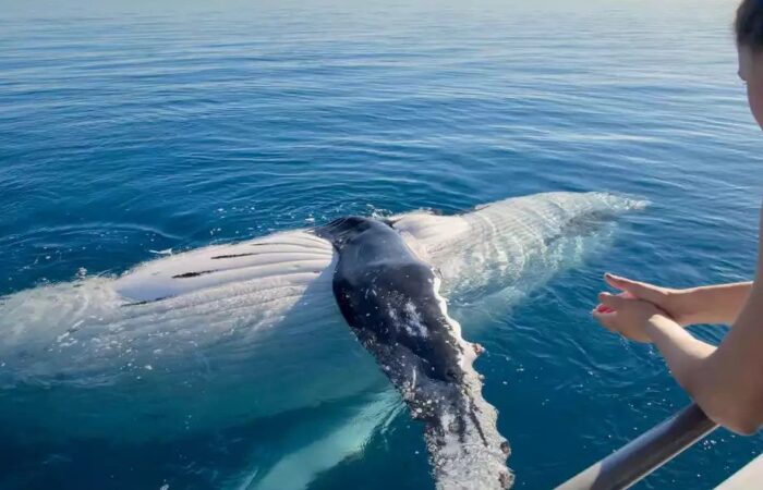 Whale watching in Australia