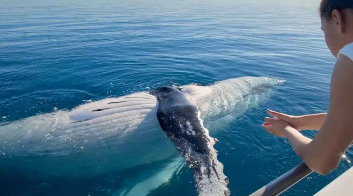 Whale watching in Australia