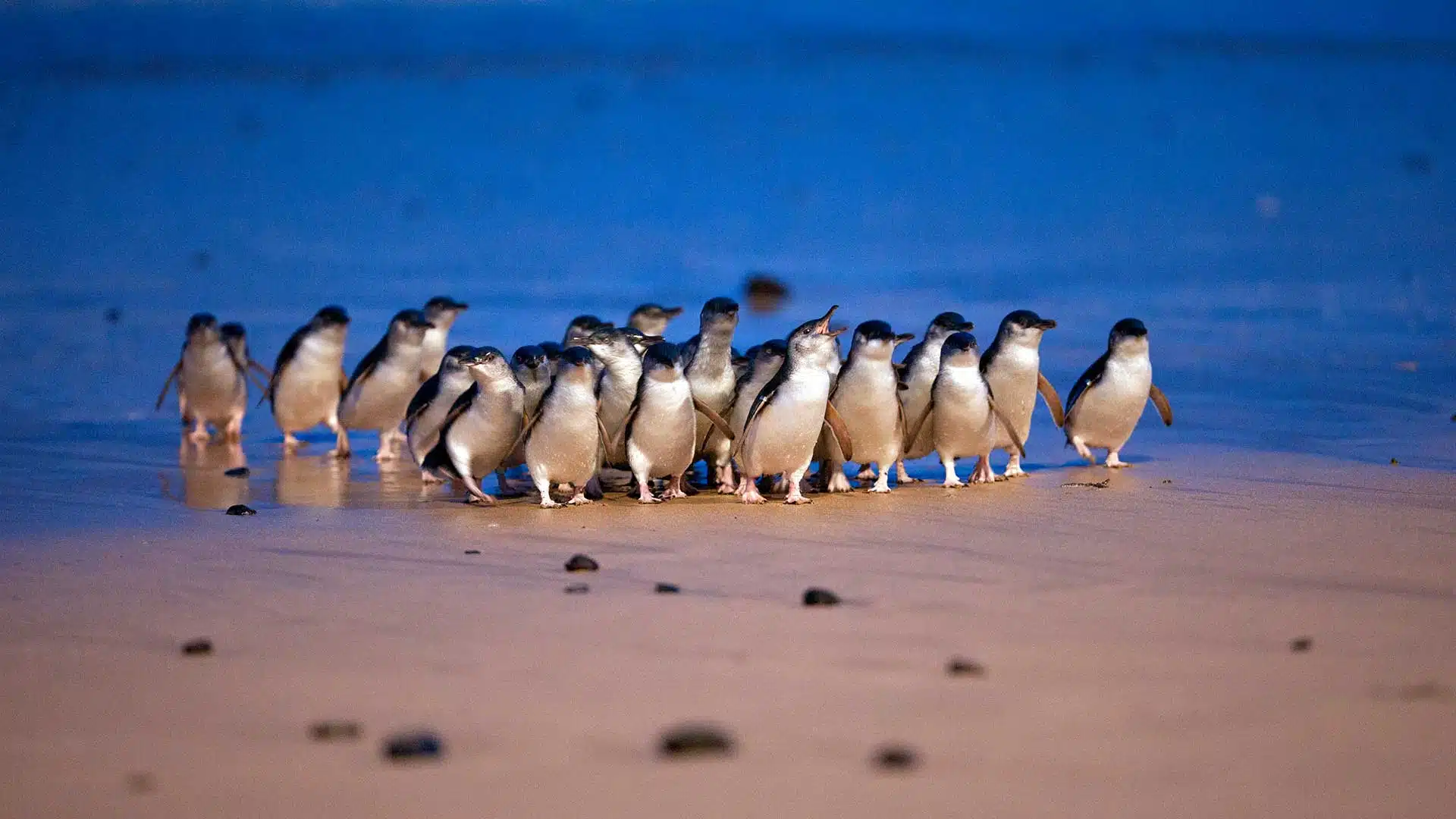 Penguin parade in Phillip Island