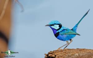 Birdwatching in Australia