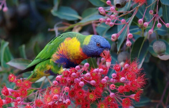 Unique flora of Australia
