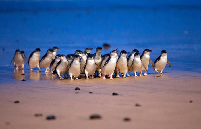Penguin parade in Phillip Island