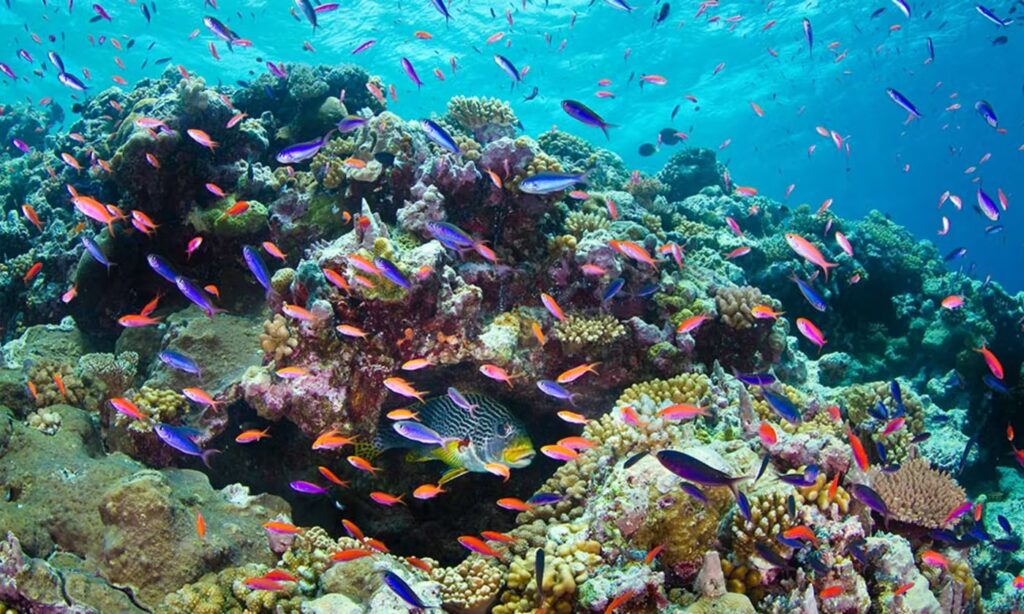 Australian Coastal Ecosystems Australia Pathways