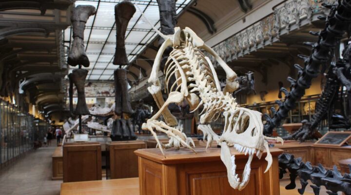 Australian natural history museums