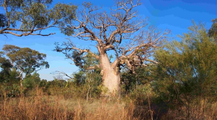 Australia’s oldest trees