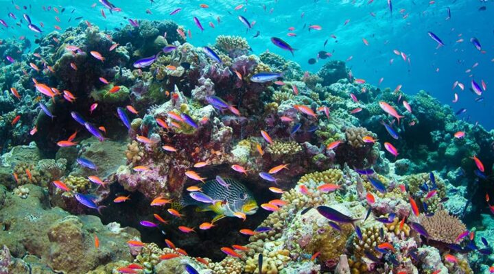 Australian coastal ecosystems