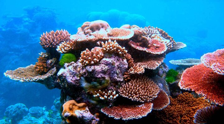 Australian marine parks