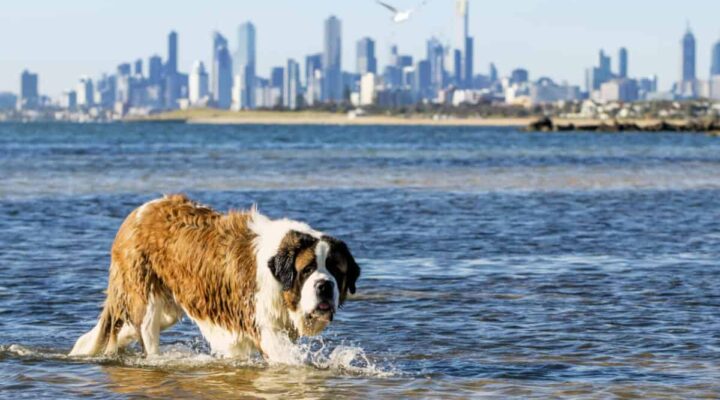 Pet-friendly cities in Australia