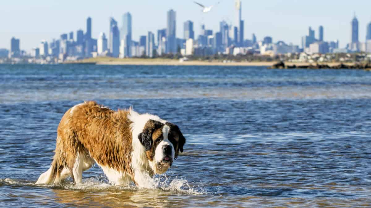 Pet-friendly cities in Australia