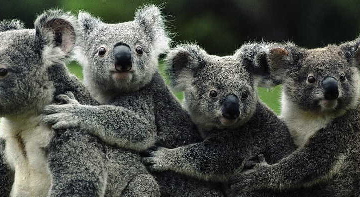 Phillip Island Koala Conservation Centre