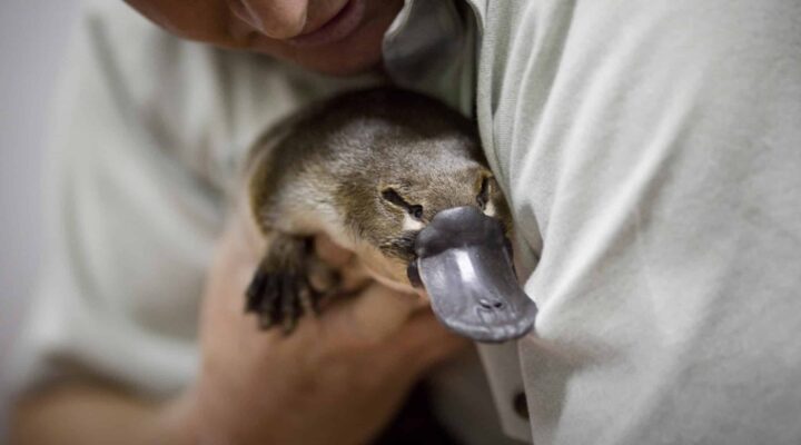 Platypus sightings in Australia