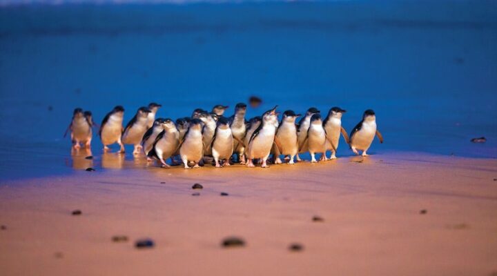 Penguin parade on Phillip Island