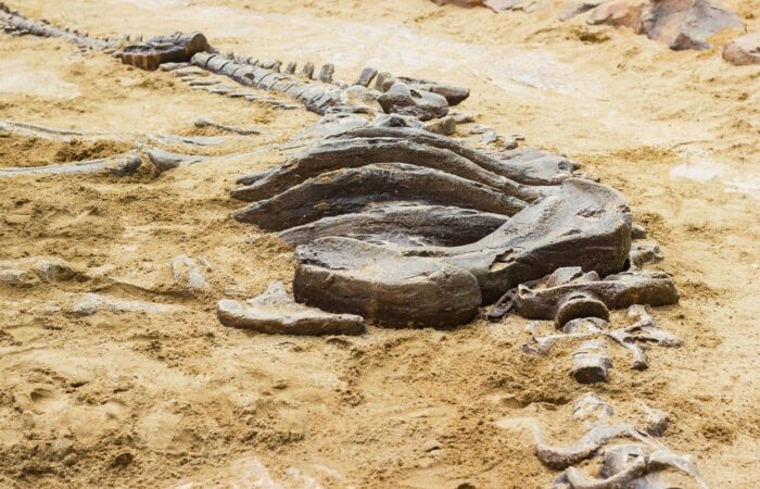 Fossil sites in Australia