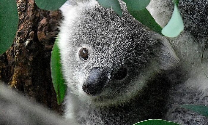 Endangered species in Australia