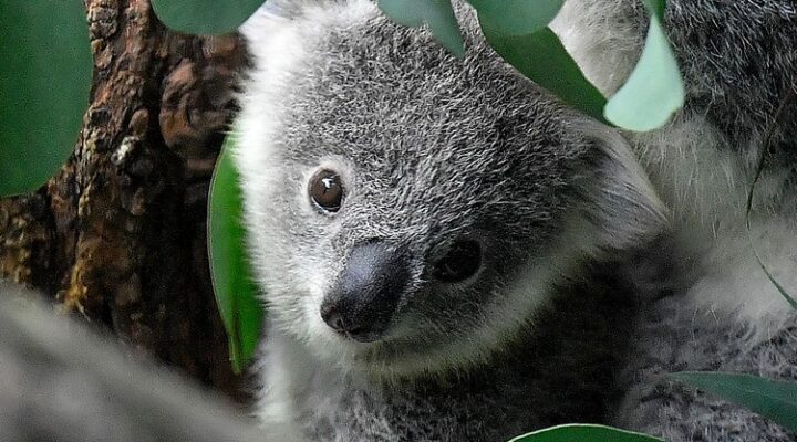 Endangered species in Australia