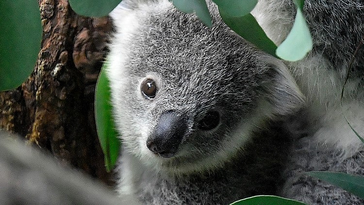 Endangered species in Australia