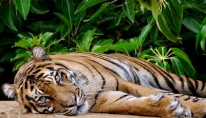 Melbourne Zoo experiences