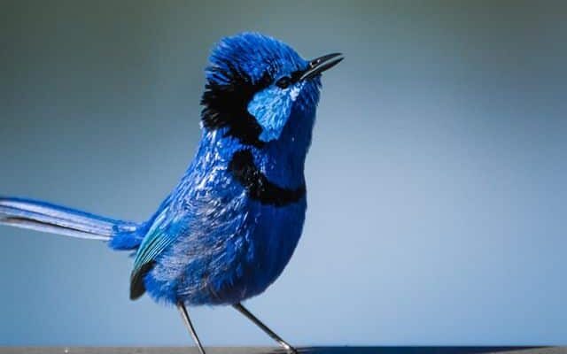 Rare birds in Australia