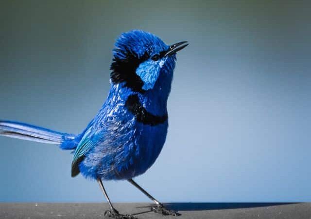 Rare birds in Australia