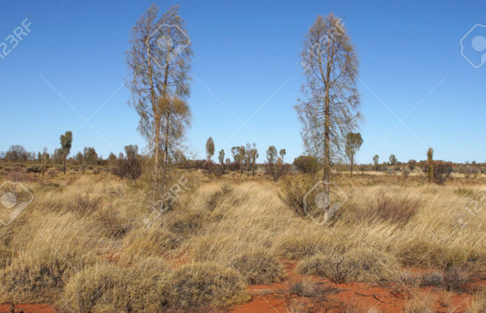 Flora in the Outback