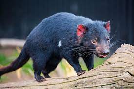 Flora and fauna in Tasmania