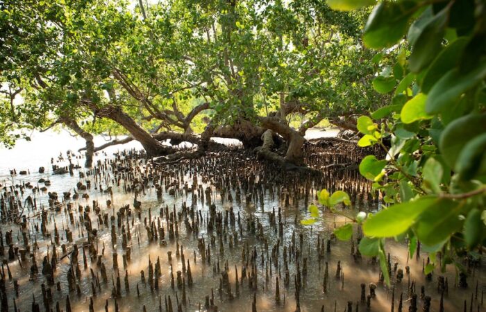 Mangrove ecosystems in Australia