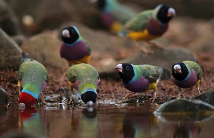 Endangered species in Australia