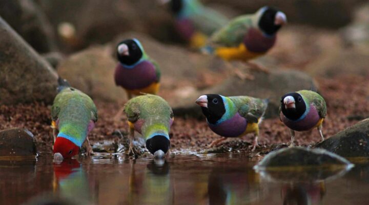 Endangered species in Australia