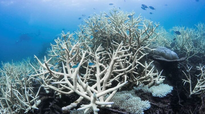 Great Barrier Reef bleaching events