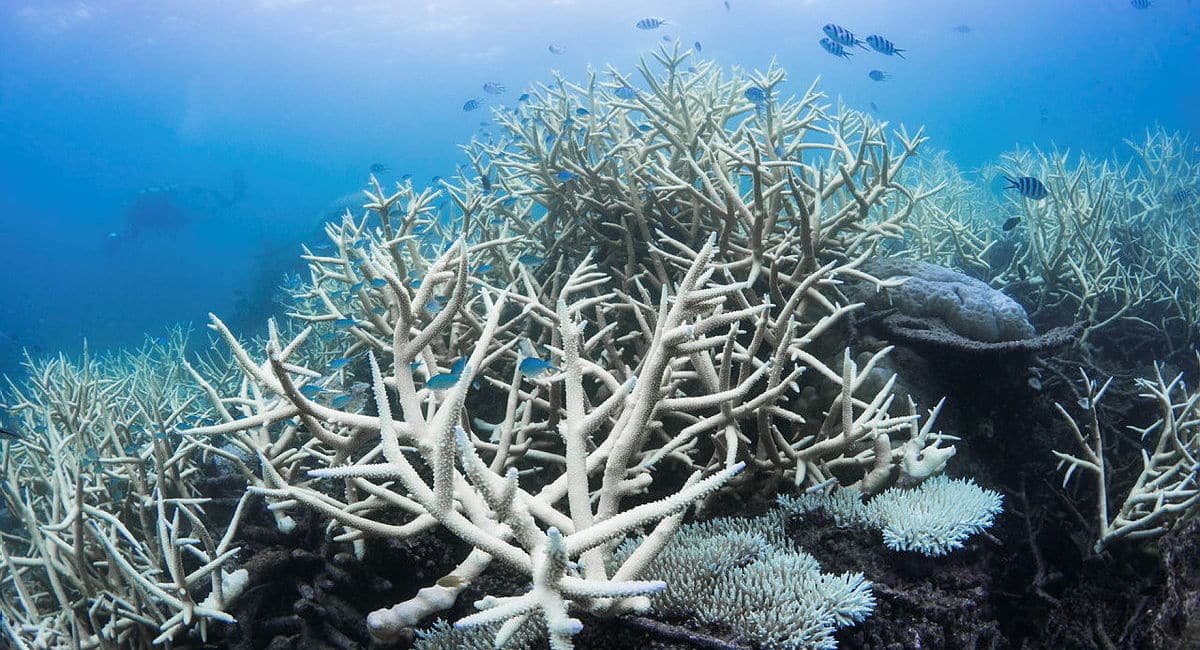 Great Barrier Reef bleaching events