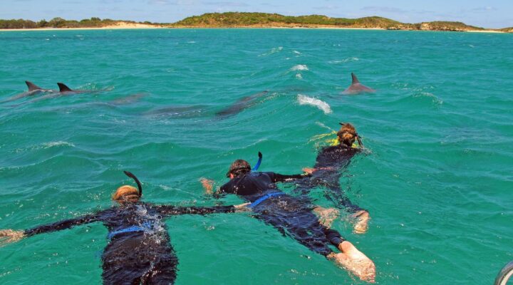 Swimming with dolphins in Australia