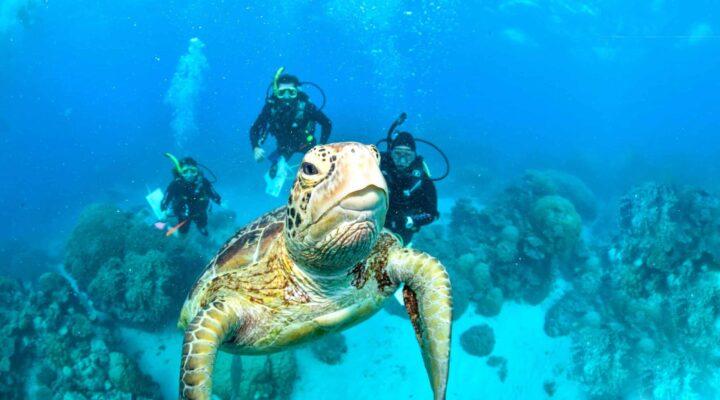 Conservation in the Great Barrier Reef