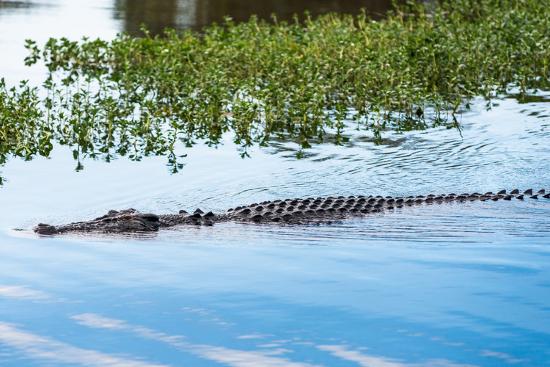 Kakadu wetlands and crocodiles