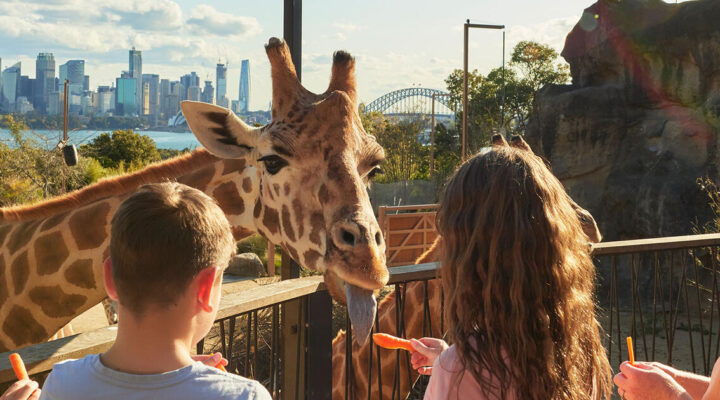 Sydney’s Taronga Zoo tours