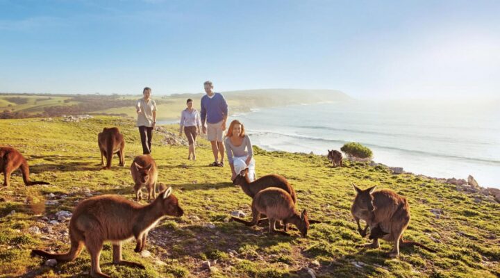 Kangaroo Island wildlife tours