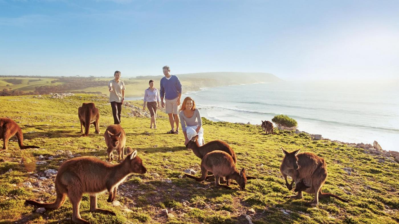 Kangaroo Island wildlife tours