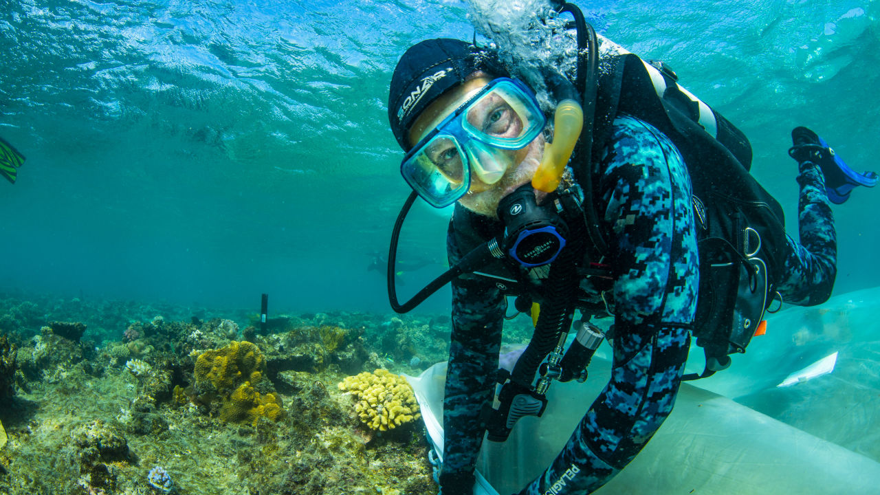 Australian coral restoration projects