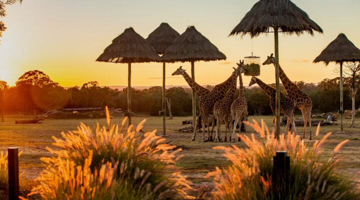 Dubbo’s Taronga Western Plains Zoo