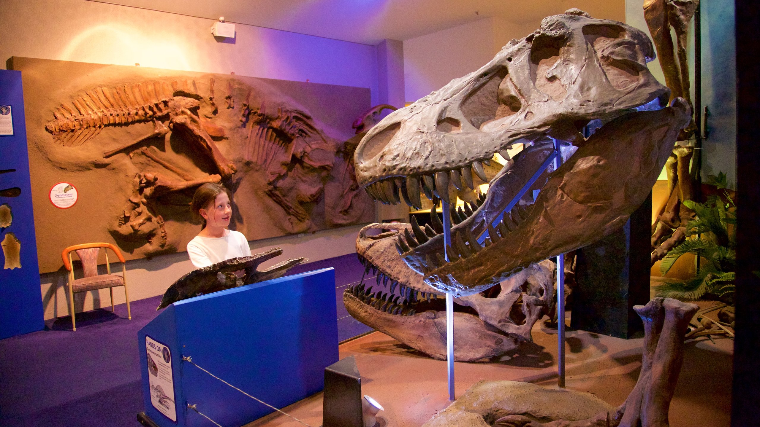Canberra’s National Dinosaur Museum