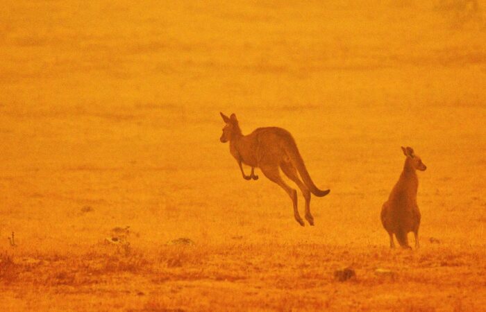 Wildlife affected by bushfires